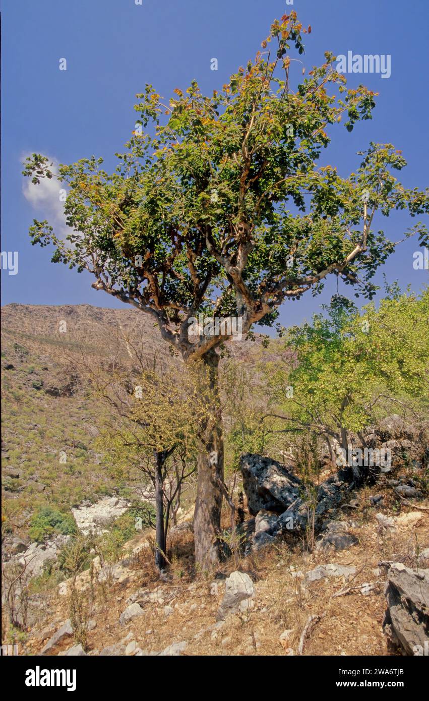 Commiphora myrrha, called myrrh,  African myrrh,  herabol myrrh, Somali myrrhor,[1] common myrrh, is a tree in the Burseraceae family. Stock Photo