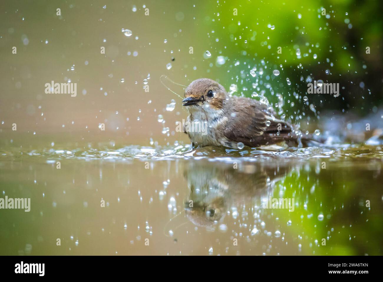 Closeup of a European pied flycatcher bird, Ficedula hypoleuca, perching on a branch, singing in a green forest during Springtime breeding season. Stock Photo