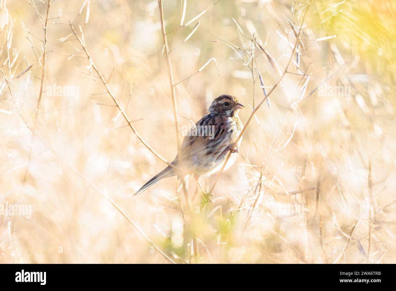 A common reed bunting Emberiza schoeniclus, sings a song on a reed plume Phragmites australis. The reed beds waving due to strong winds in Spring seas Stock Photo