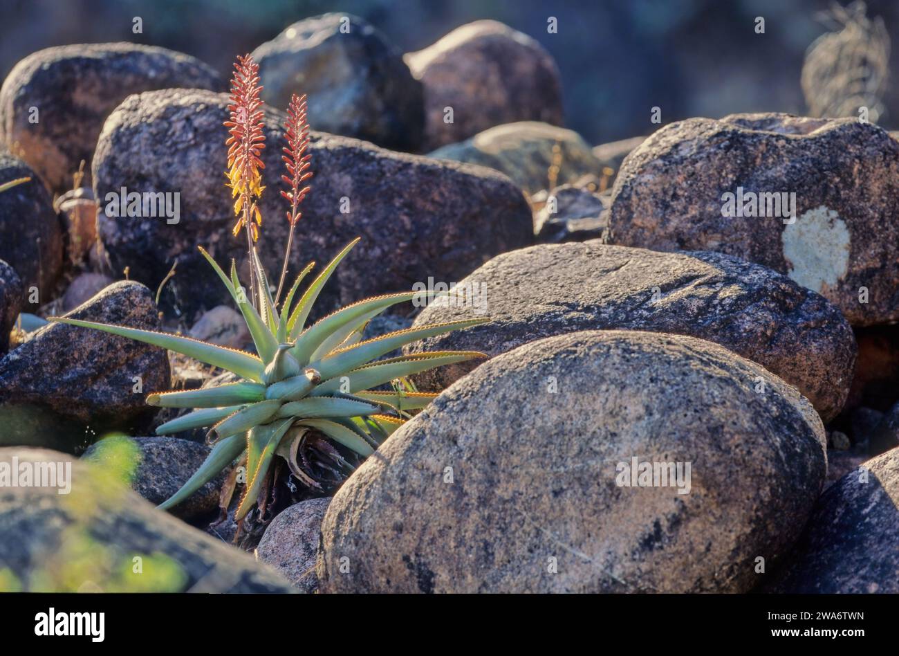 Aloe perryi hi-res stock photography and images - Alamy
