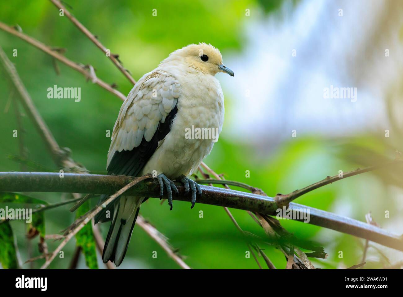 Closeup of a pied imperial pigeon, Ducula bicolor, perched in a rainforest Stock Photo