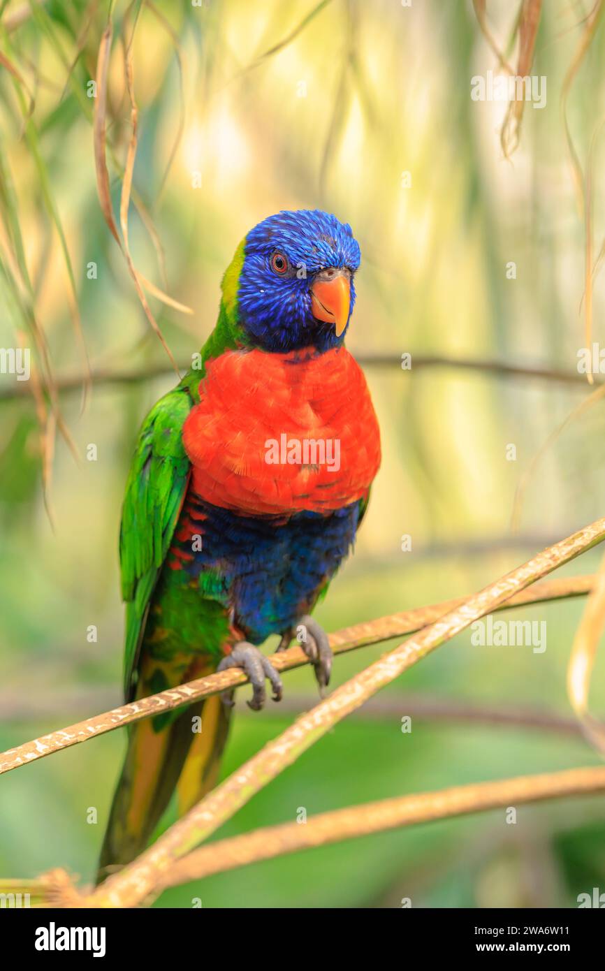 Closeup of a perched rainbow lorikeet, Trichoglossus moluccanus, or rainbow lory parrot. A vibrant colored bird native to Australia. Stock Photo