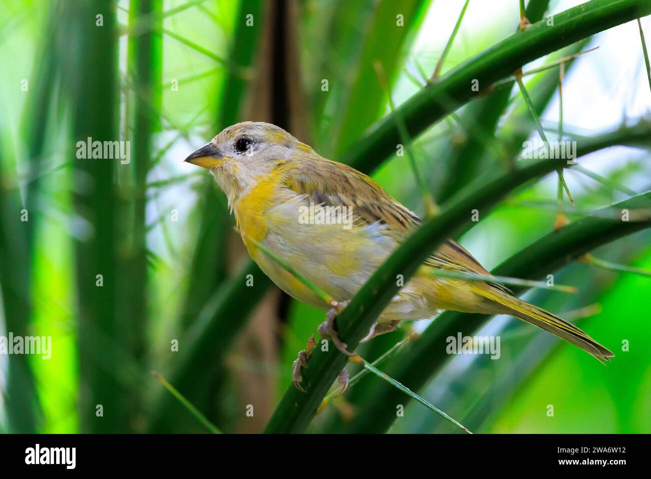 Closeup of a saffron finch, Sicalis flaveola, perched in a forest. Stock Photo