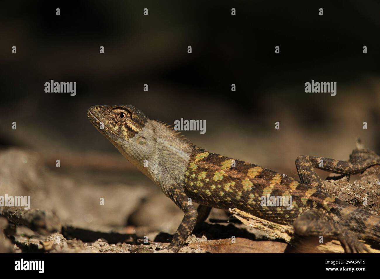 Photographs of wild animals hi-res stock photography and images - Alamy