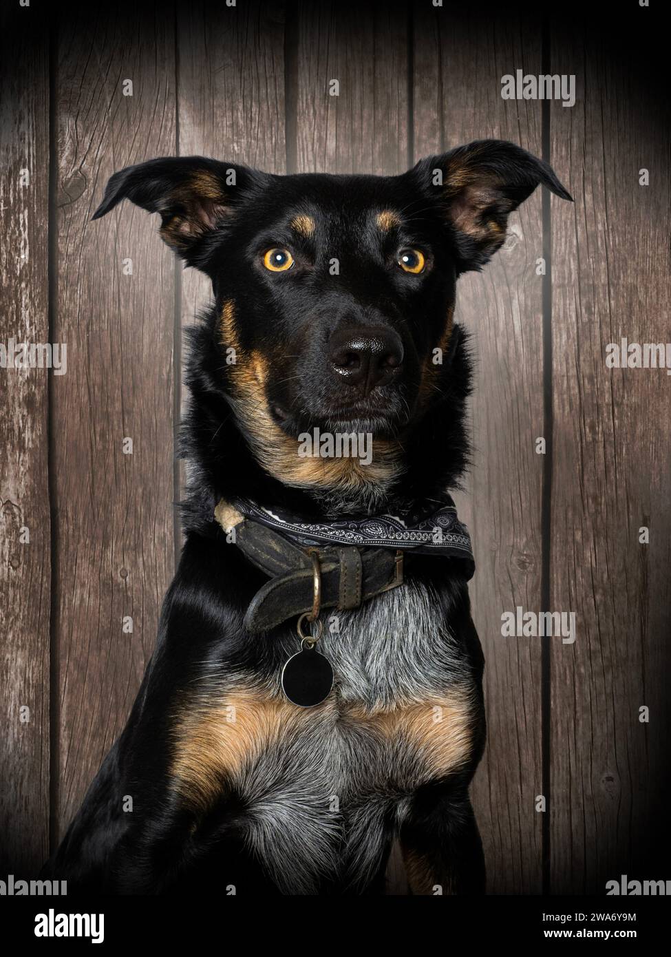 Border collie cross Australian Kelpie Stock Photo Alamy