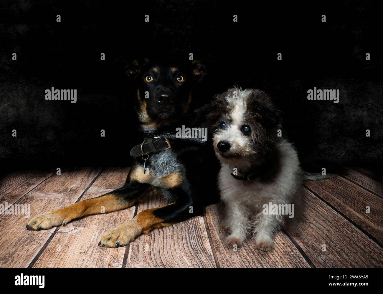 OLD VS YOUNG DOG visual data 6