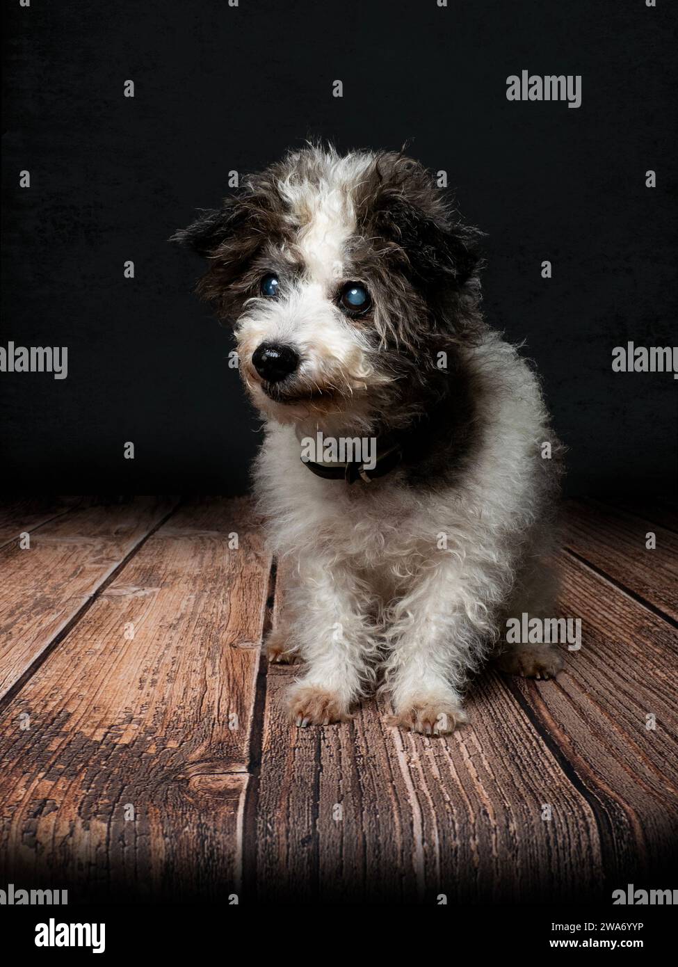 Sheltie hotsell bichon mix