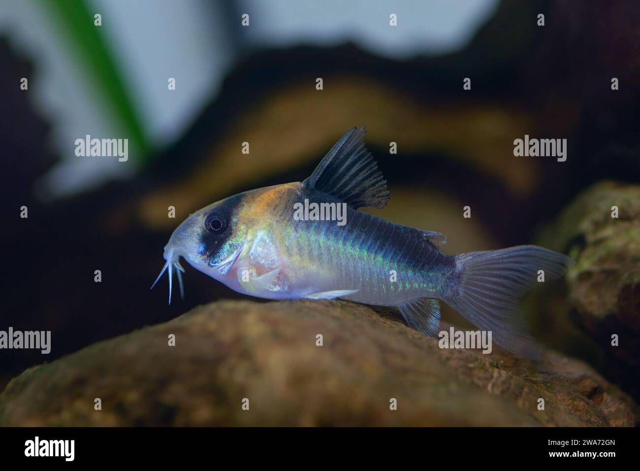Corydoras duplicareus in fish tank, a very beautiful type of catfish Stock Photo