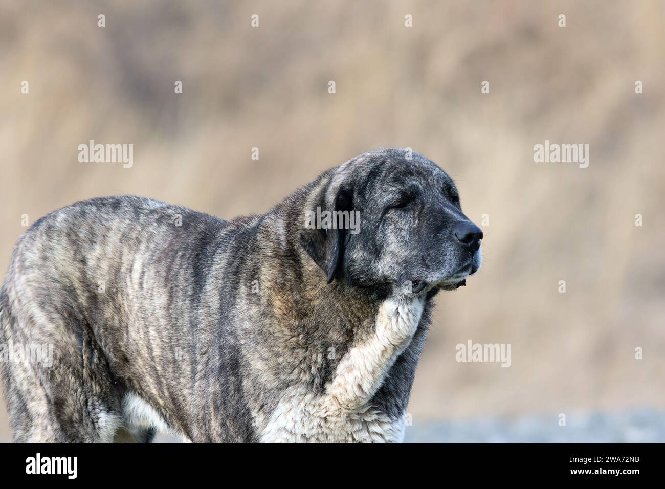 huge kangal dog closeup, a large shepherd breed from asia Stock Photo