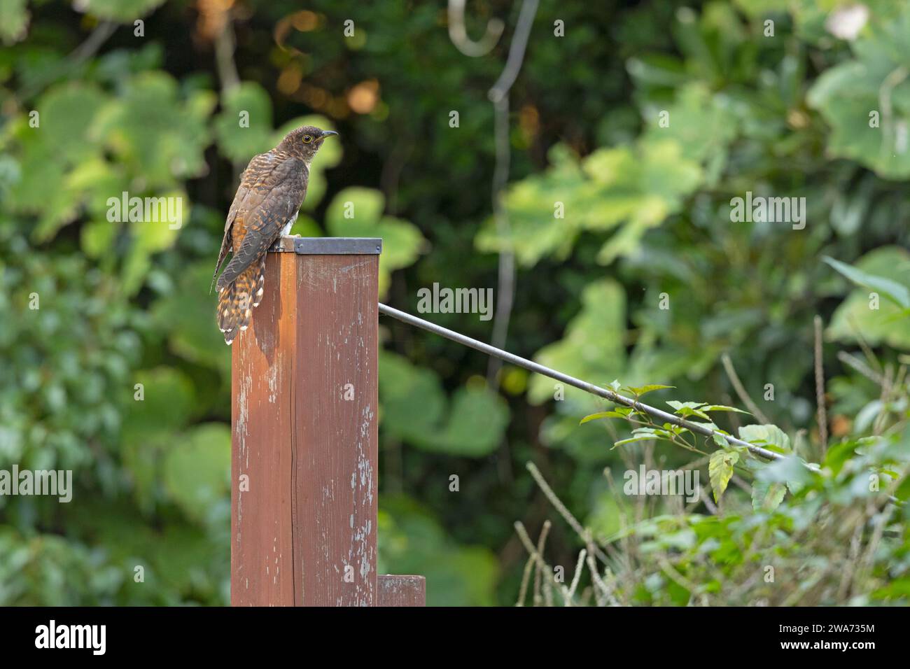 Oriental cuckoo perched on a pole. Stock Photo