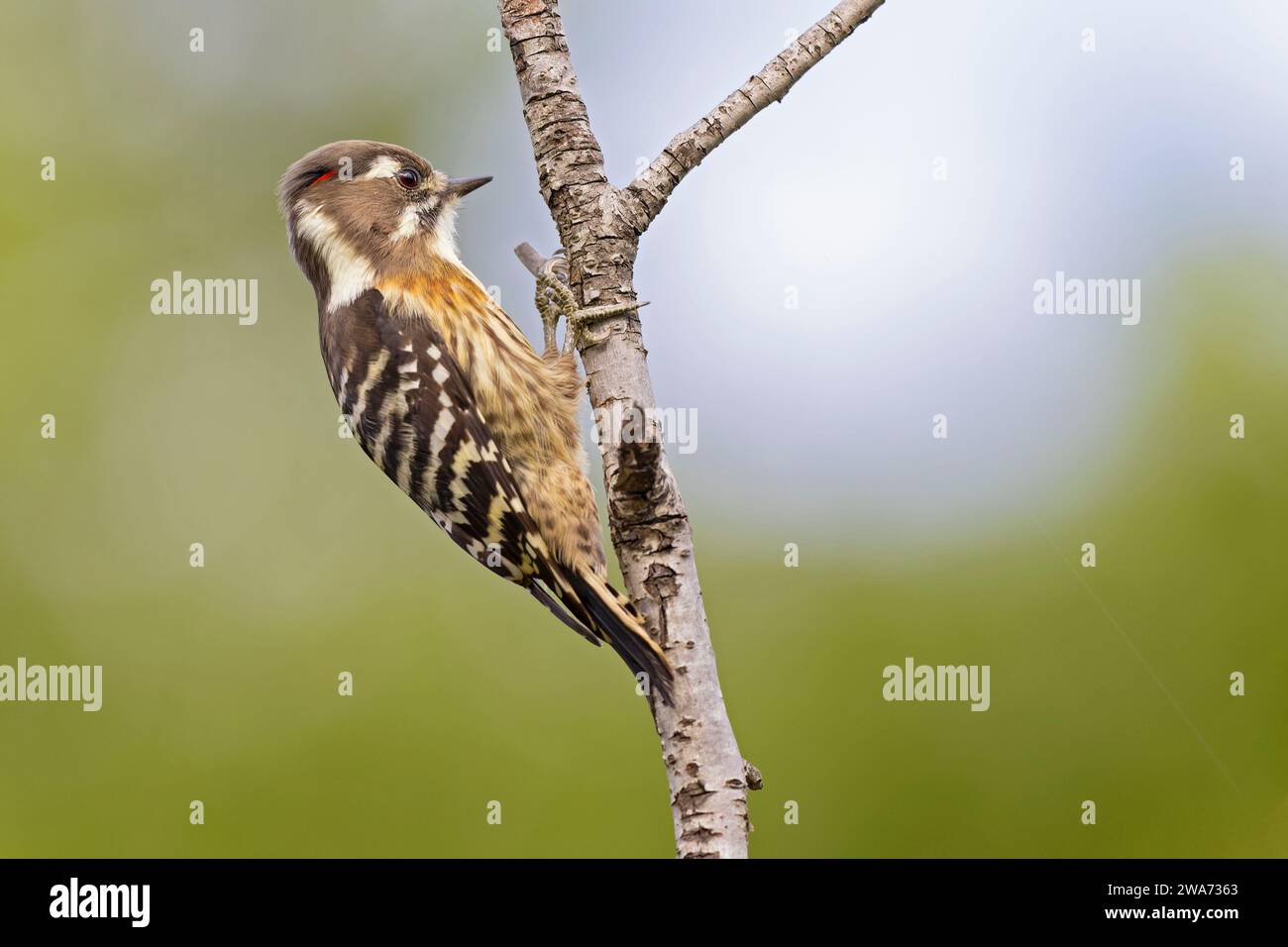 Japanese pygmy woodpecker perched on a small branch of a birch tree. Stock Photo