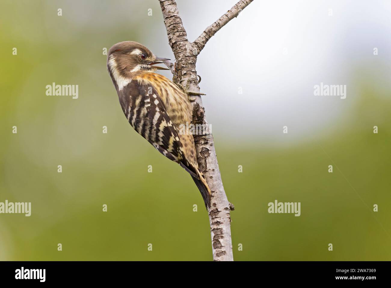 Japanese pygmy woodpecker perched on a small branch of a birch tree. Stock Photo