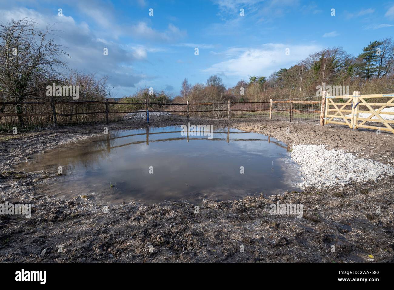 New wildlife pond created at Magdalen Hill Down Nature Reserve, a chalk grassland site near Winchester, Hampshire, England, UK Stock Photo