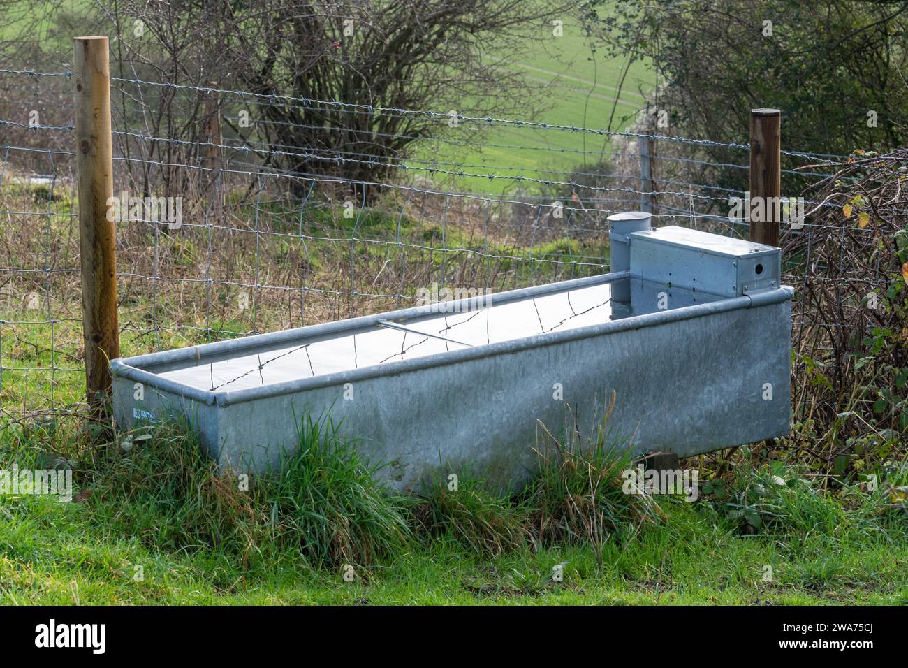 Cattle trough filled with drinking water for grazing livestock on a UK