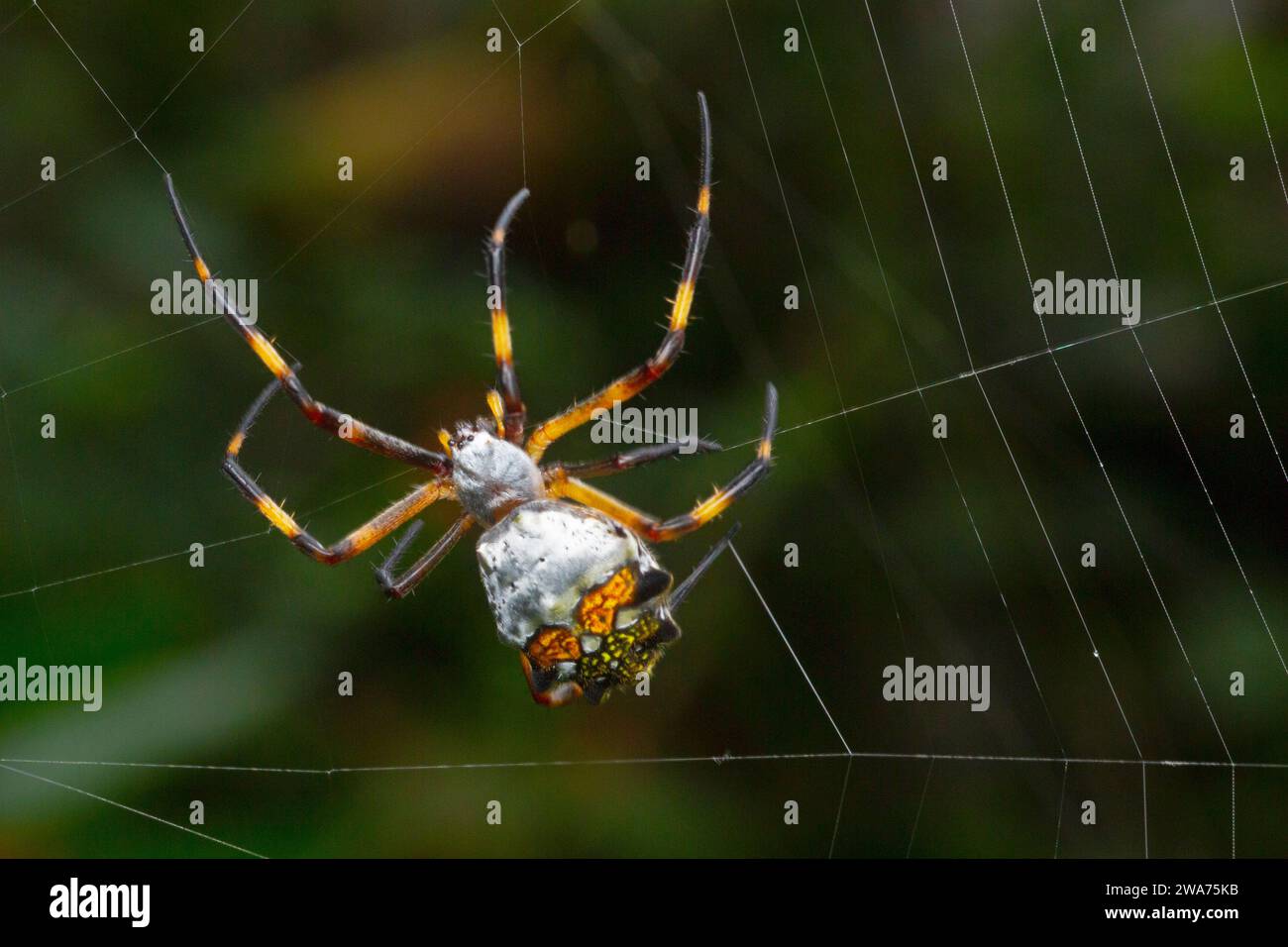 Silver Argiope spider (Argiope argentata) spinning its web. Cartago; Costa Rica. Stock Photo