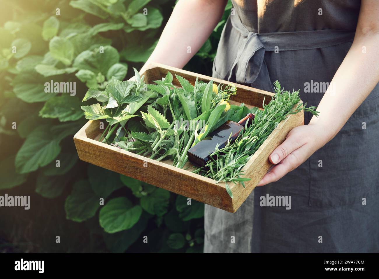 Woman holding in her hands wooden crate filled of medicinal plants.  Herbalist collects healthy herbs on a meadow. Herbalism, alternative herbal medic Stock Photo