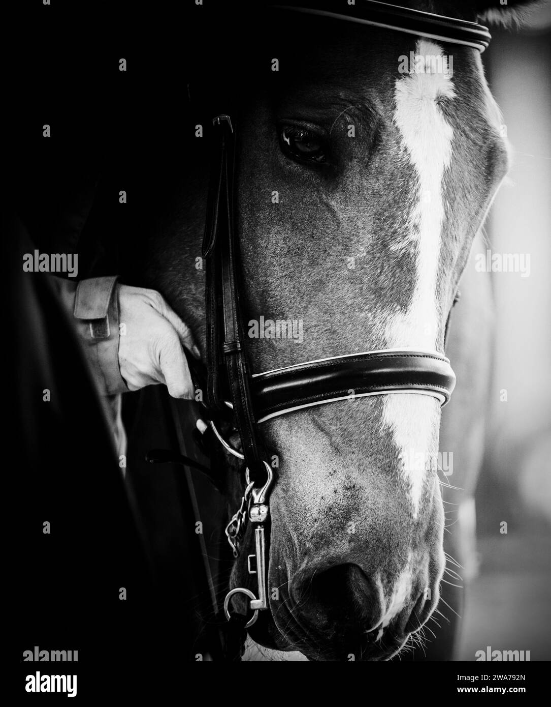 A black-and-white portrait of a horse, which a horse breeder puts a bridle on its muzzle. Equestrian sports and horse riding. Stock Photo
