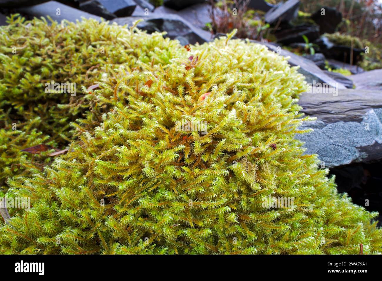 Moss of acidic woods and acidic grasslands hires stock photography and images Alamy