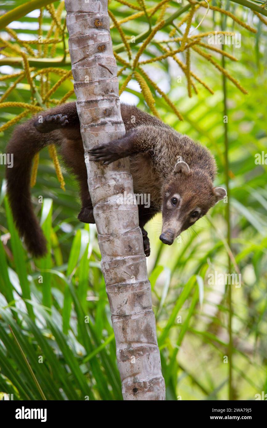 White nosed Coati Nasua Narica Climbing A Palm Tree Tropical Dry 