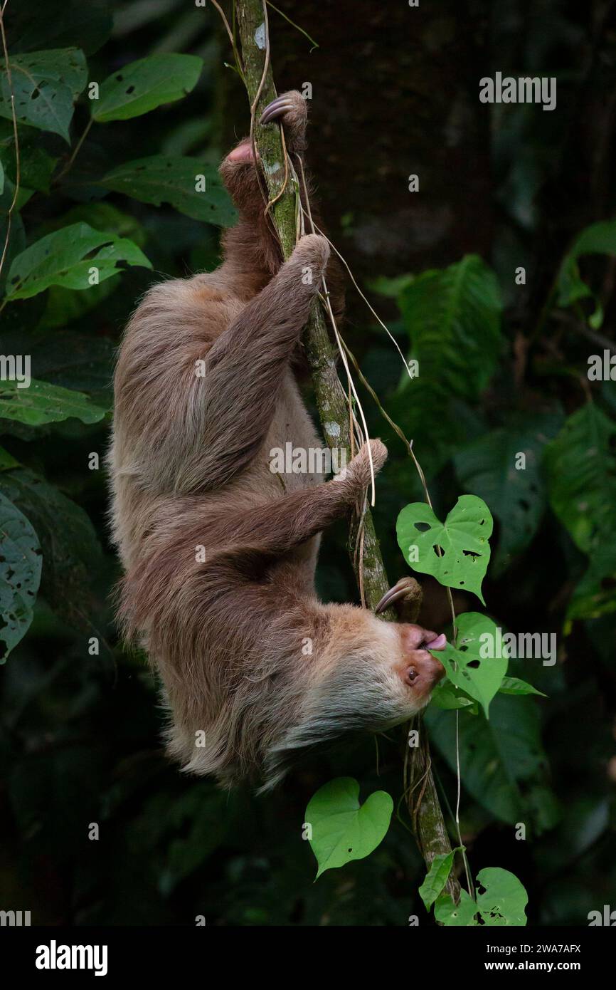 Hoffman’s two-toed sloth (Choloepus hoffmanni) eating leaves. Lowland rainforest, La Selva Biological Station, Sarapiquí, Caribbean slope, Costa Rica. Stock Photo