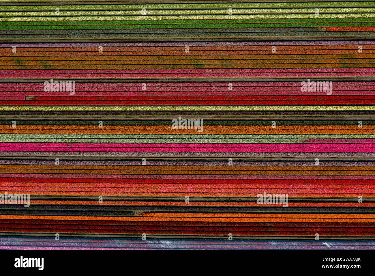 aerial overhead shot of colorful horizontally striped flower field Stock Photo