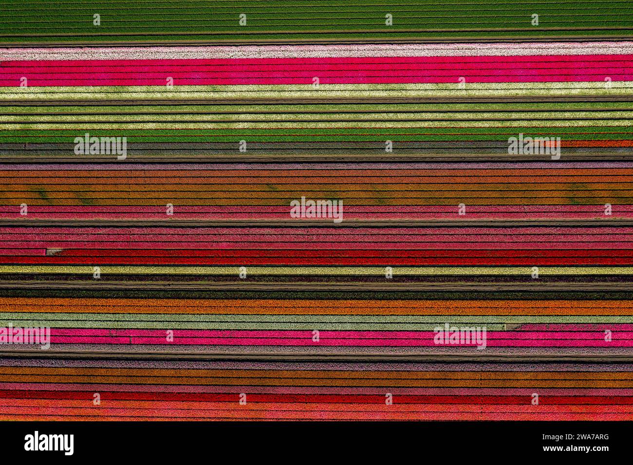 aerial overhead shot of colorful horizontally striped tulips field Stock Photo