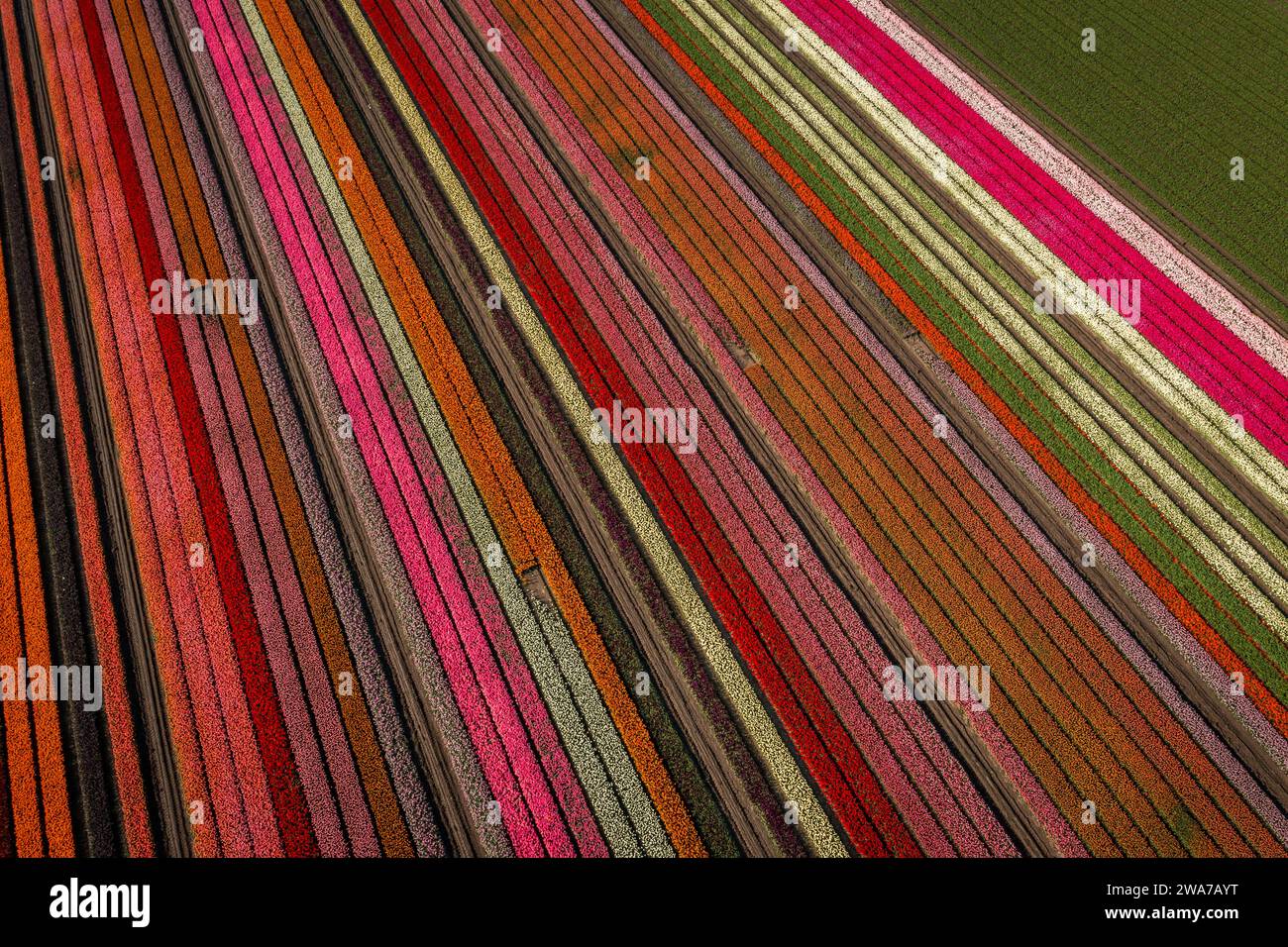aerial shot of colorful striped tulips field Stock Photo
