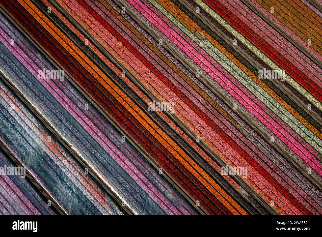 aerial overhead shot of colorful diagonally striped flower field Stock Photo