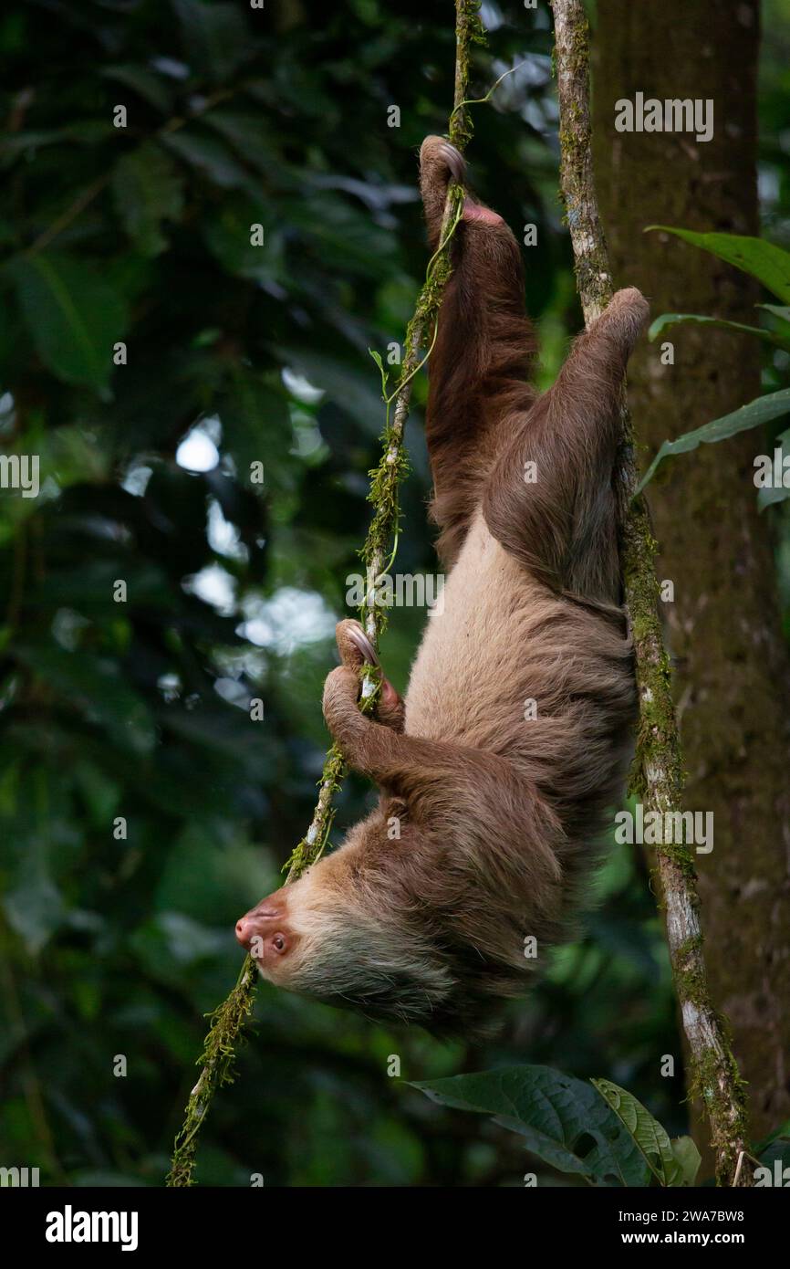 Hoffman’s two-toed sloth (Choloepus hoffmanni). Lowland rainforest, La Selva Biological Station, Sarapiquí, Caribbean slope, Costa Rica. Stock Photo