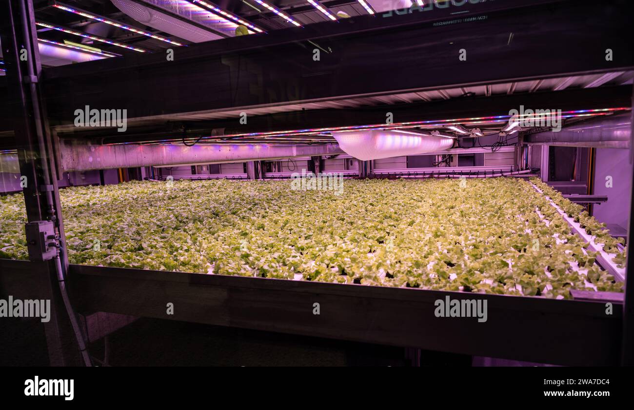 Sallad growing under UV light Stock Photo Alamy