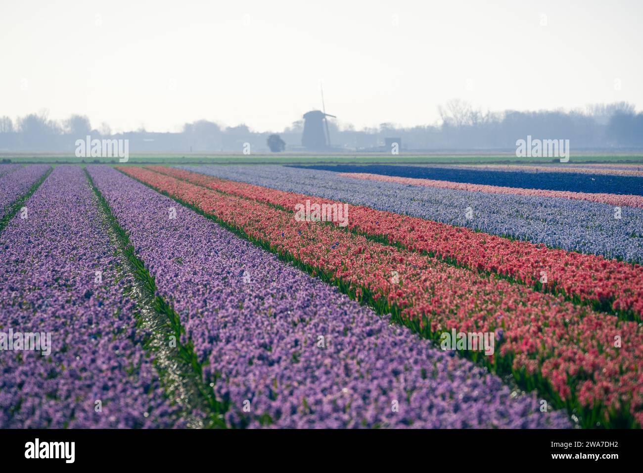 colorfull hyacinth field in rural area in holland at Stock Photo - Alamy