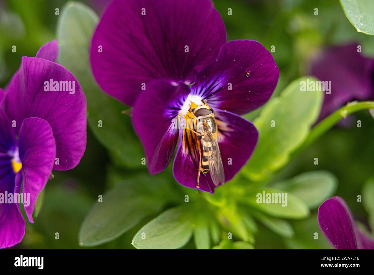 Bee landing on a purple flower Stock Photo - Alamy