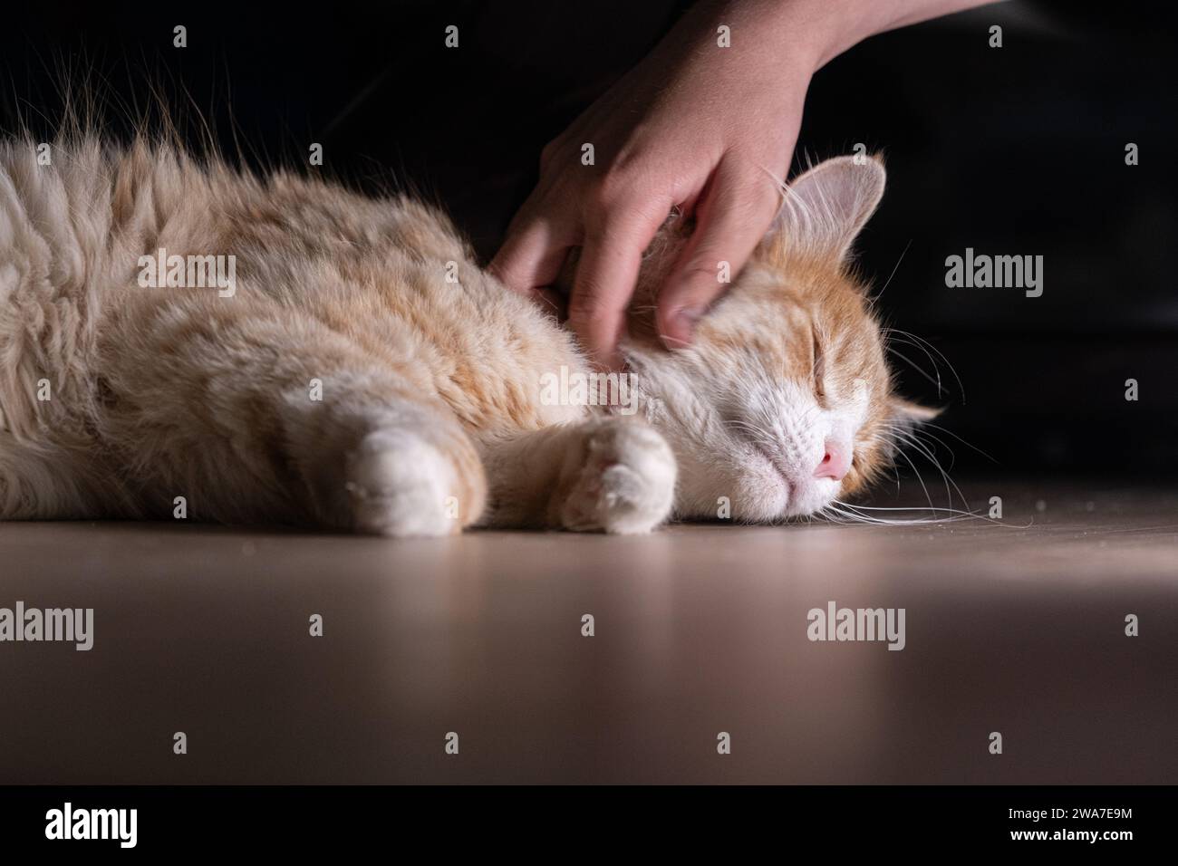 Orange and white fluffy cat being scratched under the chin by a person