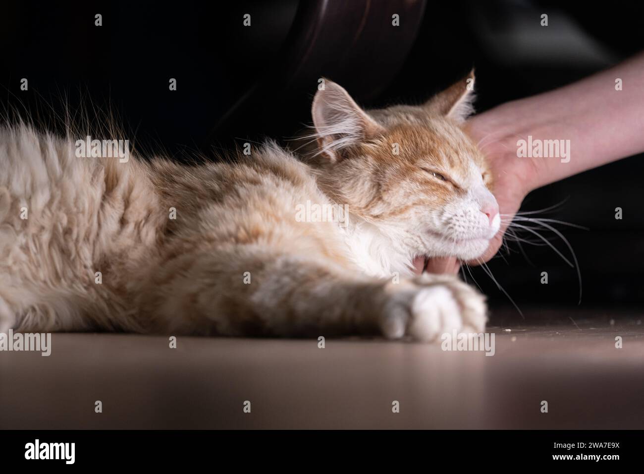 Dog being scratched hires stock photography and images Alamy