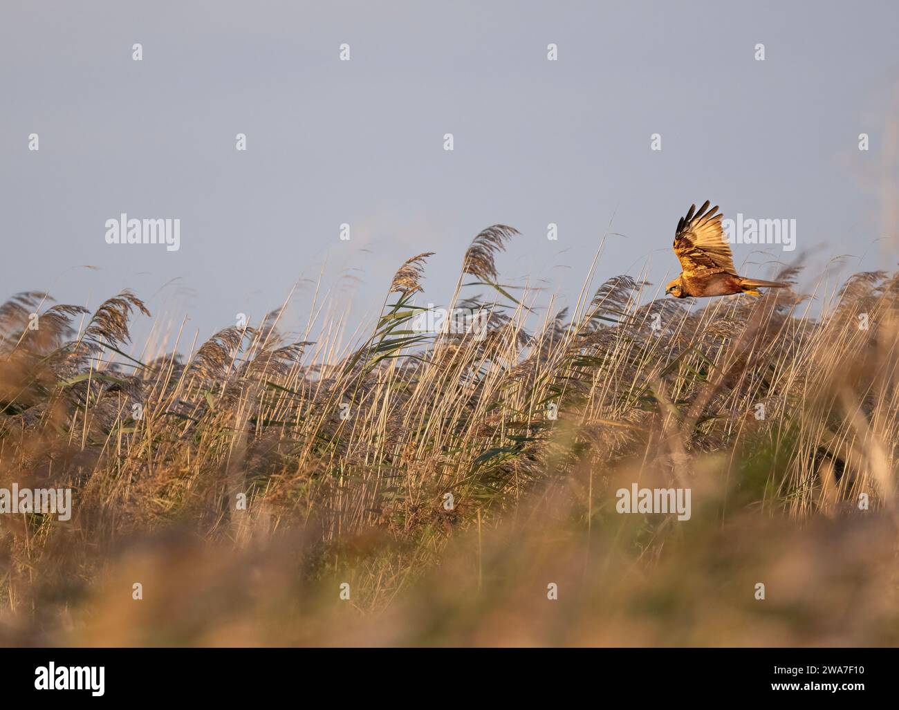 A Male Marsh Harrier Circus aeruginosus hunting and flying over a North Norfolk nature reserve, UK Stock Photo
