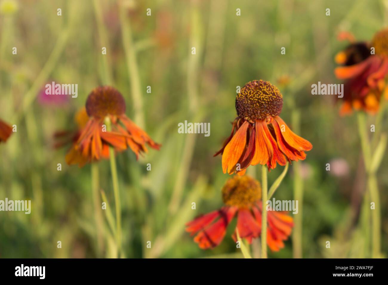 Orange flowers of helium in the garden. Flower background. Sunny sommer ...