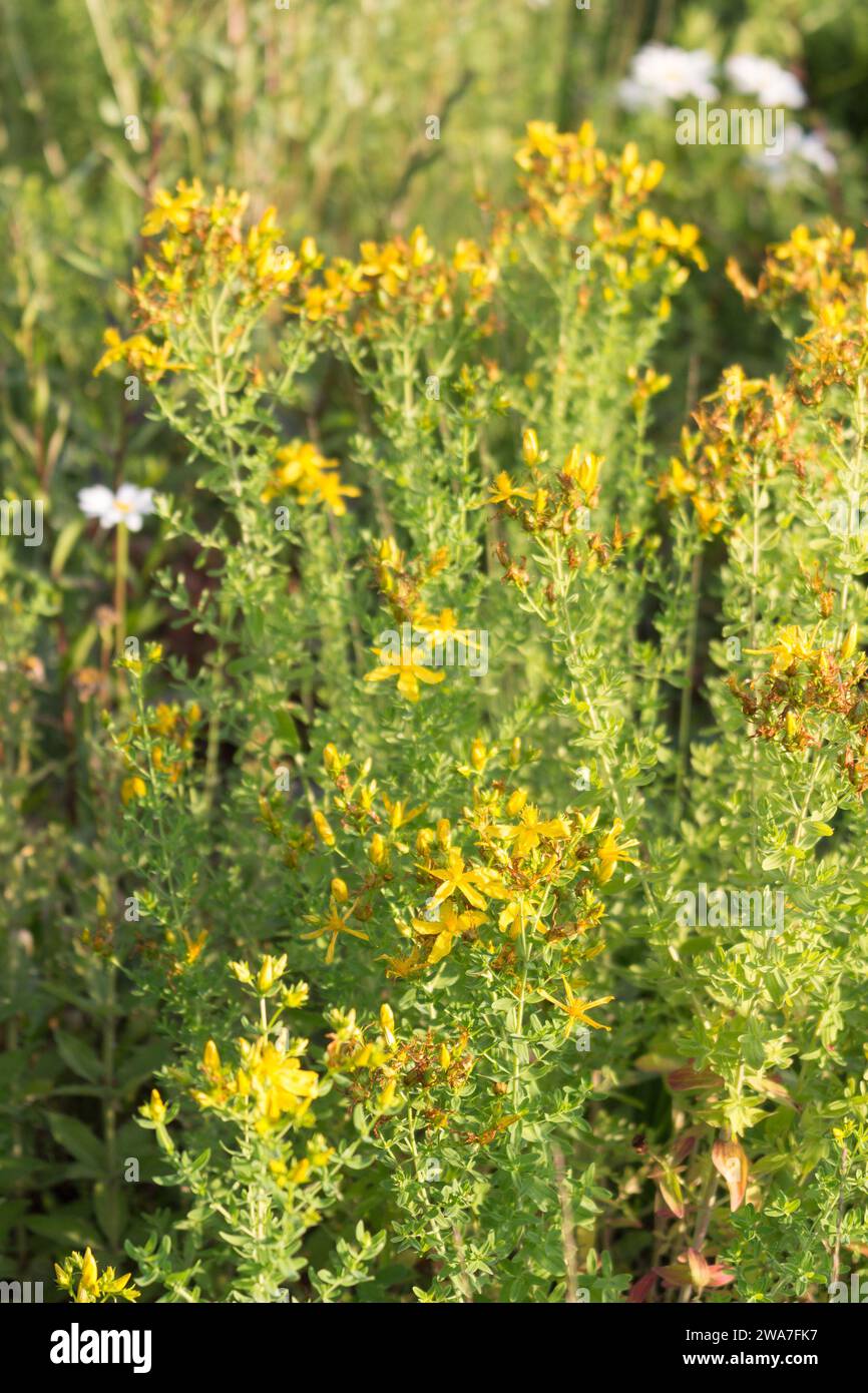 Perforate St John's-wort grows in a meadow Stock Photo - Alamy