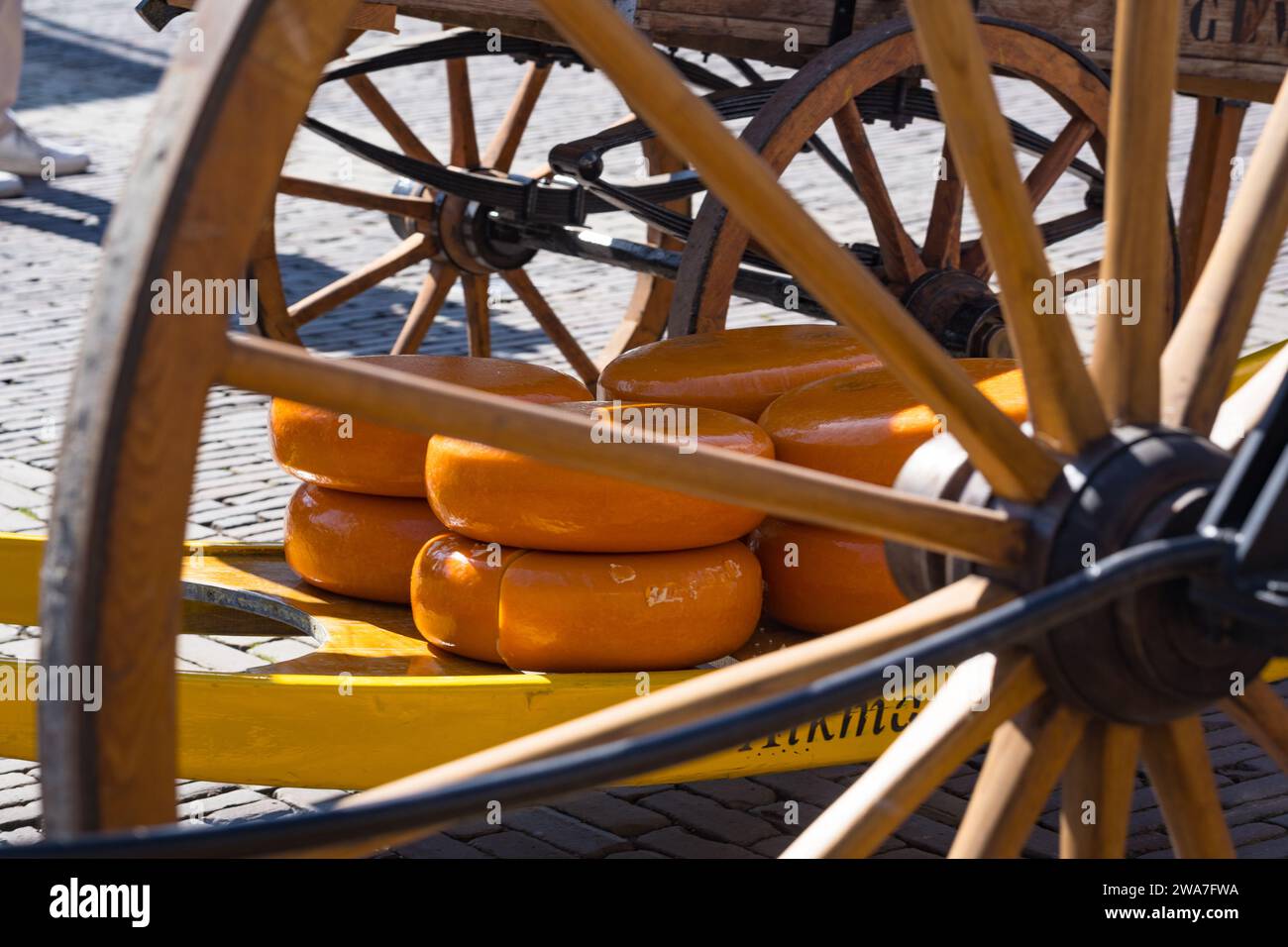 cheese on barrows at alkmaar cheese market Stock Photo