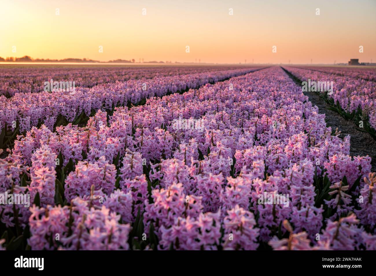 sunrise over pink hyacinth field in holland Stock Photo
