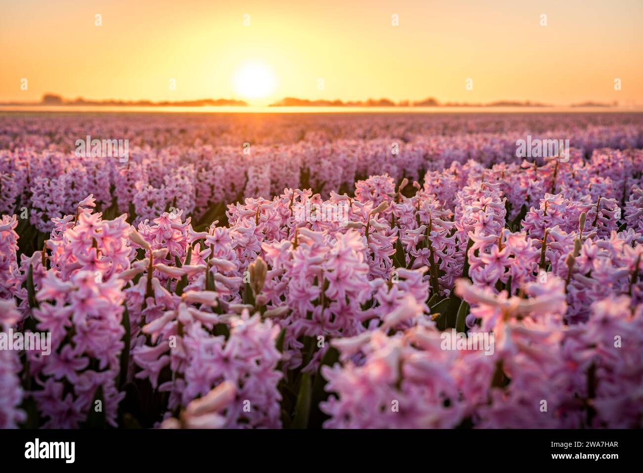 sunrise over pink hyacinth field in the netherlands Stock Photo