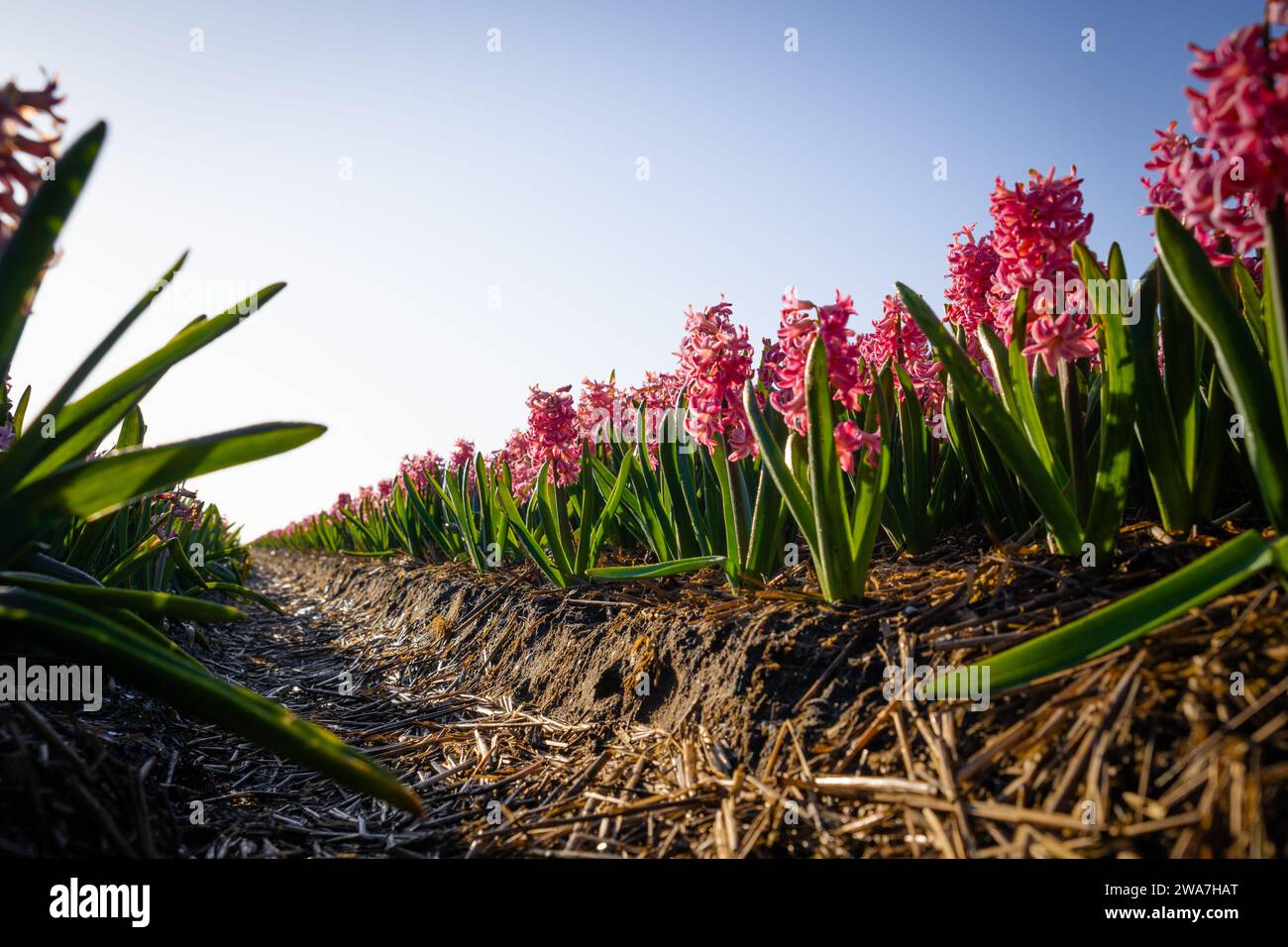 bottom shot of red hyacinth field Stock Photo