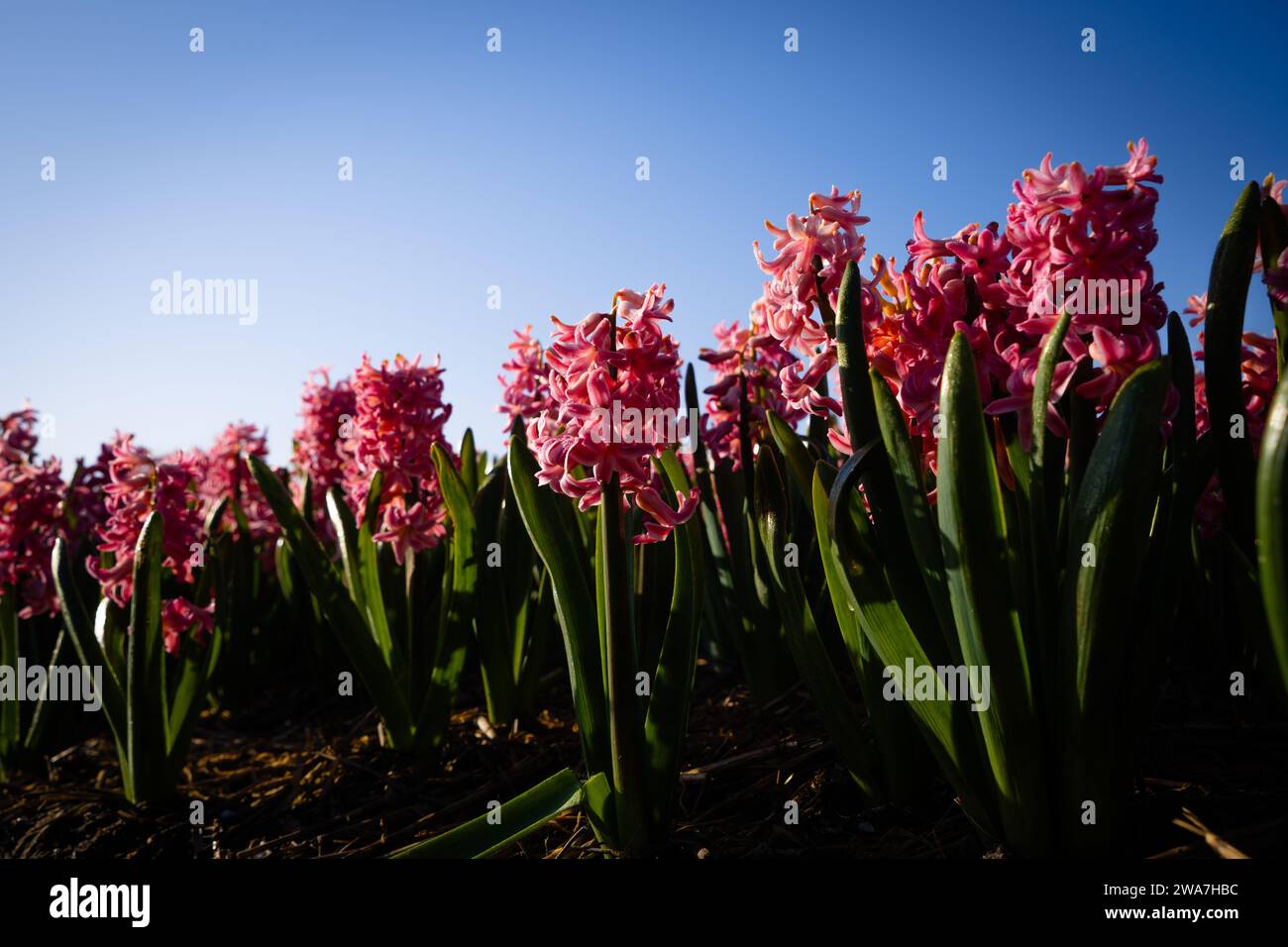 red hyacinth flowers in the morning Stock Photo