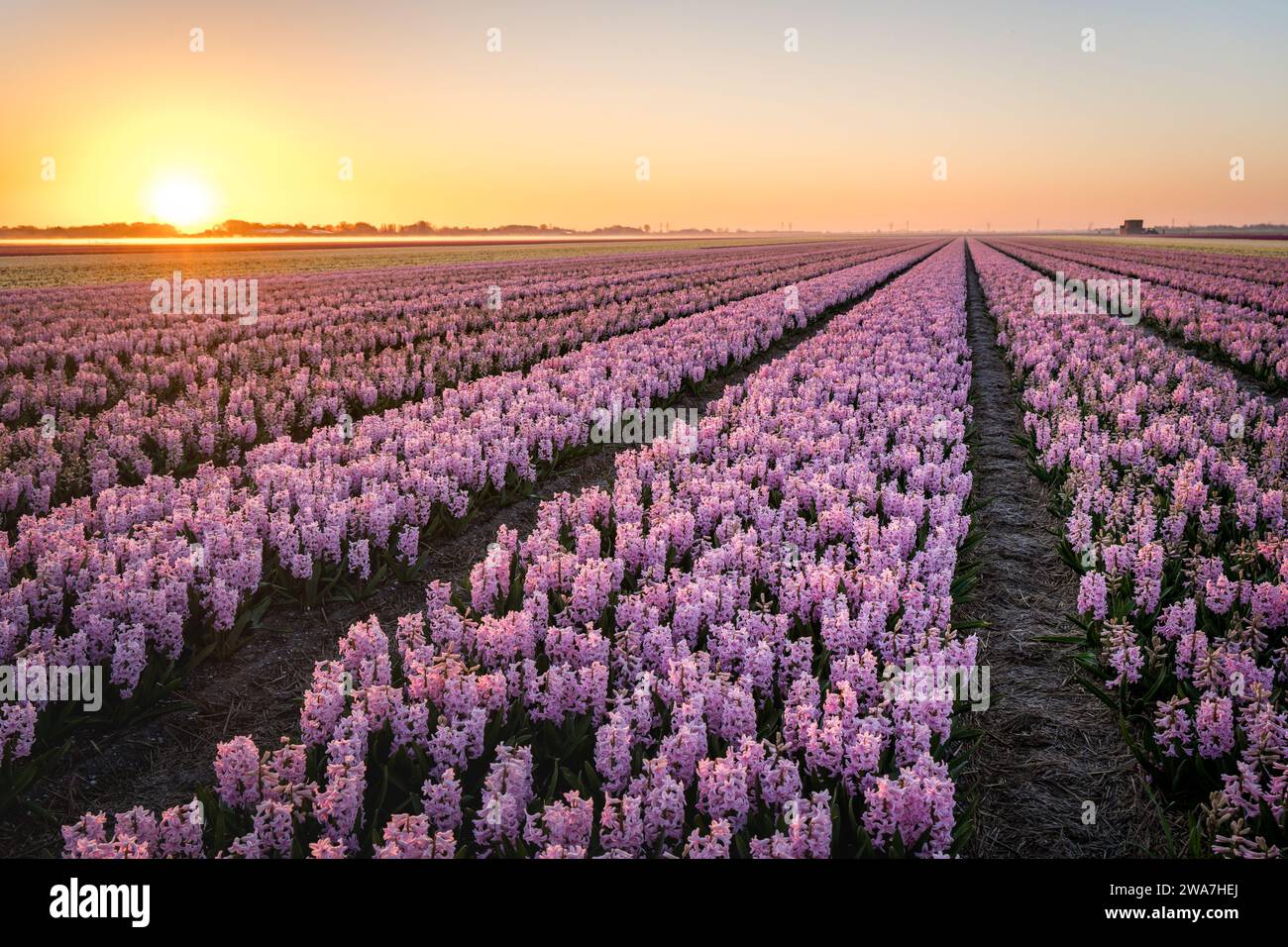 sunset at pink hyacinth field in the netherlands Stock Photo