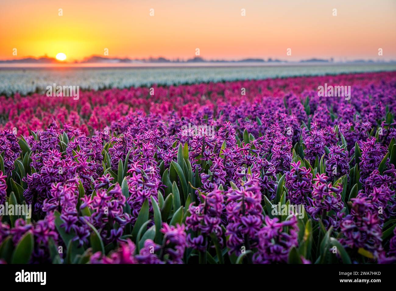 field of red and purple hyacinths in the netherlands at sunset Stock ...
