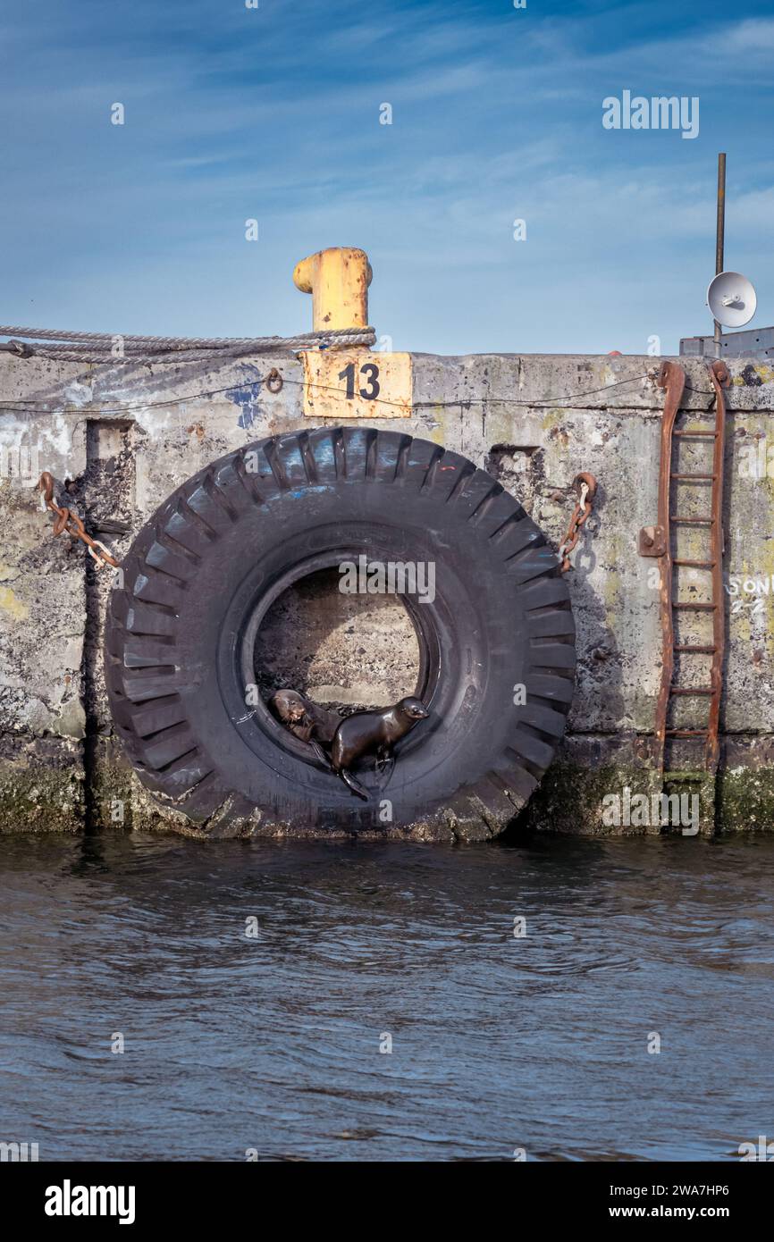 Two seals resting in a old tire securing a harbour. Stock Photo