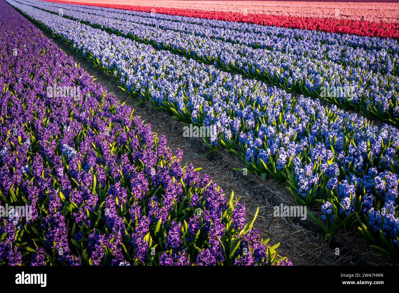 field of purple blue and red hyacinths Stock Photo - Alamy