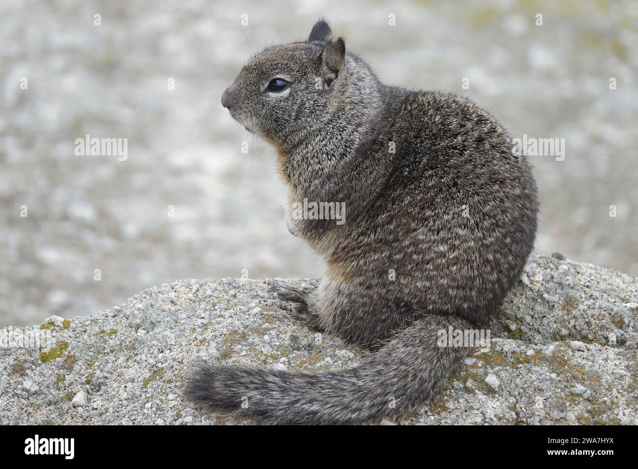 Pacific Grove, California, USA 20th December, 2023  Western grey squirrel (sciurus griseus), poses by  rocks on the iconic Lovers Point Park, Pacific Stock Photo