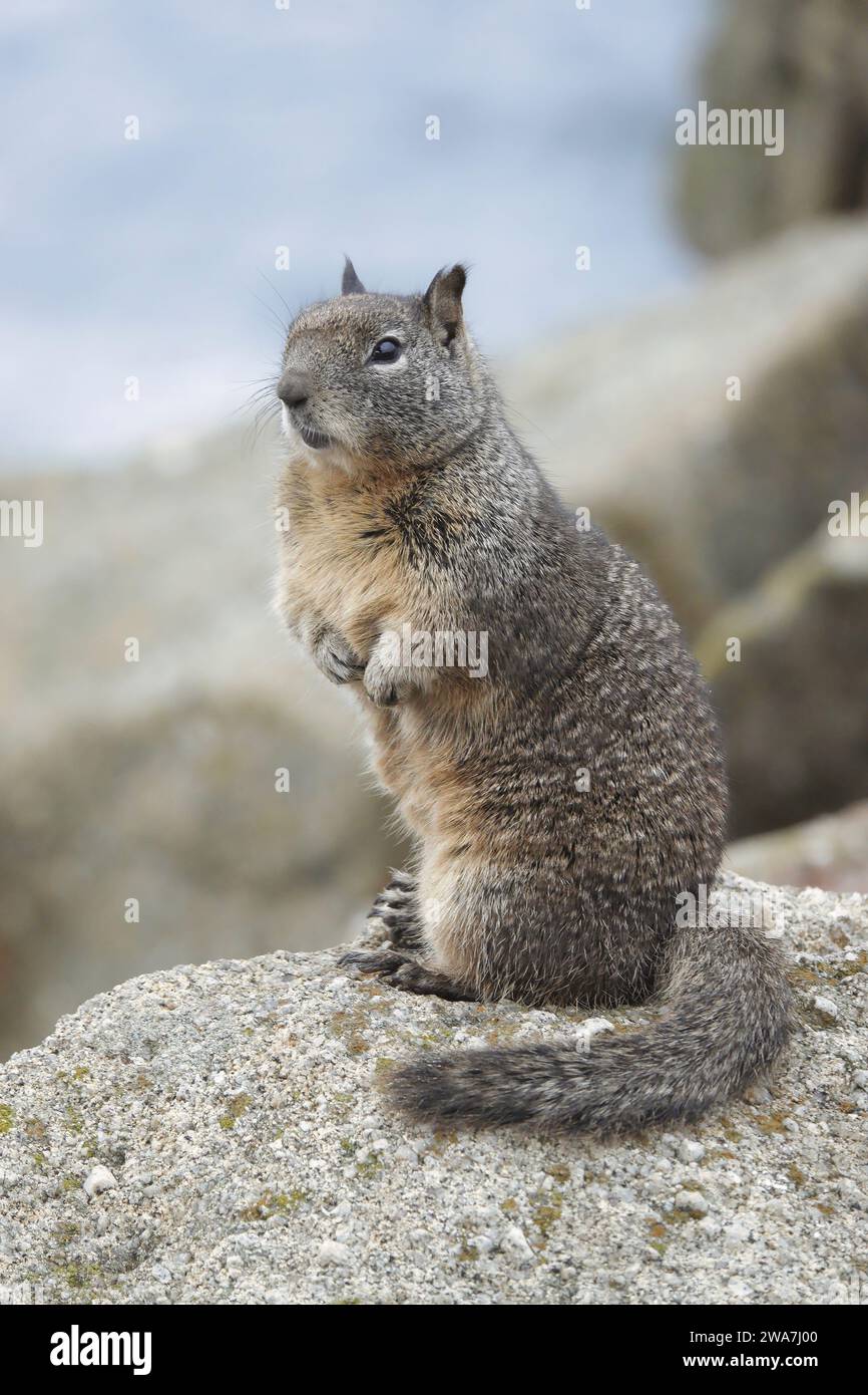 Pacific Grove, California, USA 20th December, 2023  Western grey squirrel (sciurus griseus), poses by  rocks on the iconic Lovers Point Park, Pacific Stock Photo