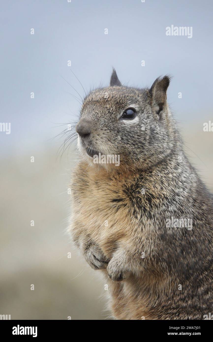 Pacific Grove, California, USA 20th December, 2023  Western grey squirrel (sciurus griseus), poses by  rocks on the iconic Lovers Point Park, Pacific Stock Photo