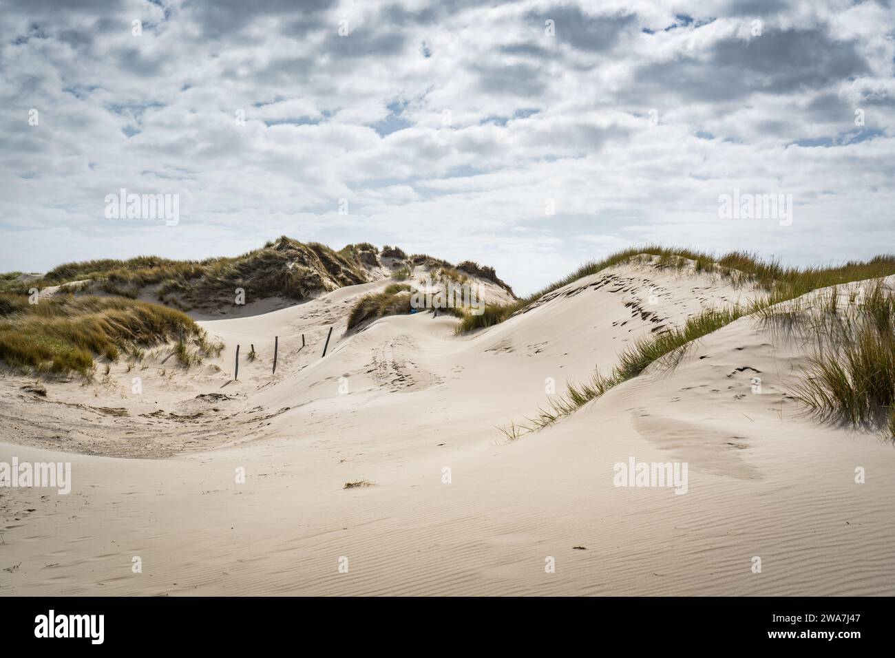 sand dunes on the beach at schoorlse duinen in the netherlands Stock ...